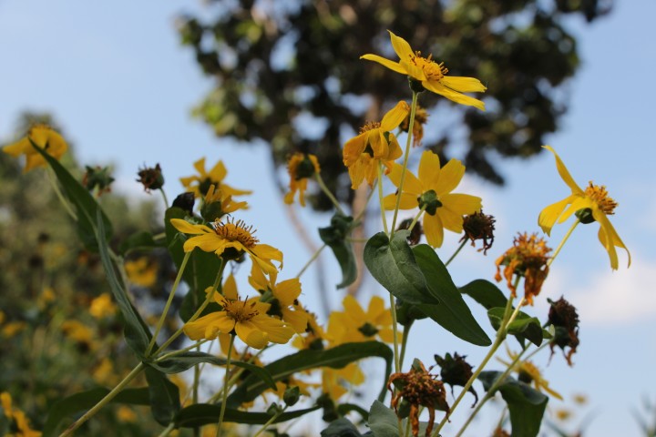 ไนเจอร์ (Niger Seed): พืชน้ำมันจากแอฟริกา